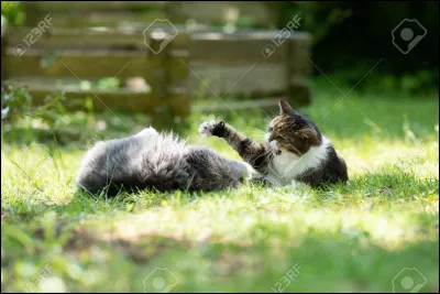 Tu préfères apprendre...