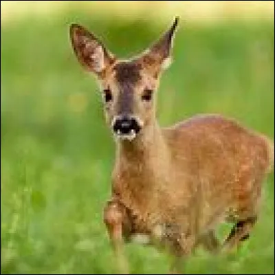 Comment s'appelle le petit chevreuil de plus de six mois et moins d'un an ?