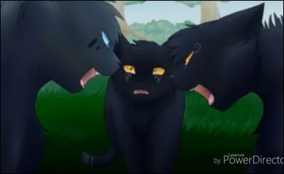 Celui qui a dit cela en voulait probablement à quelquun : « T'envoyer au clan des Étoiles n'est pas une punition suffisante. Tu dois savoir ce que ça fait, quand tous tes camarades te fixent en murmurant. Tu dois savoir ce que ça fait d'être entouré de mensonges et de haine, à cause de ce qui n'aurait jamais dû avoir lieu. ».