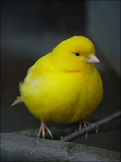 Arme d'apache, c'est le...