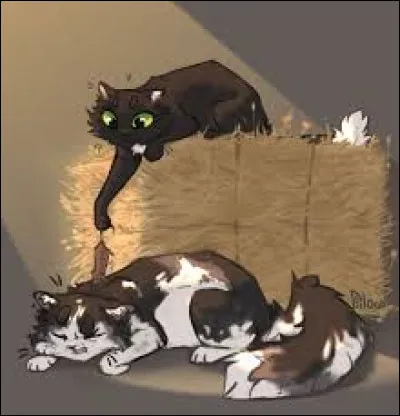 Le lendemain matin, alors que tu es occupé à faire ta toilette, Griffe de Cerisier vient te voir et te propose daller chasser tous les deux.
Que fais-tu ?