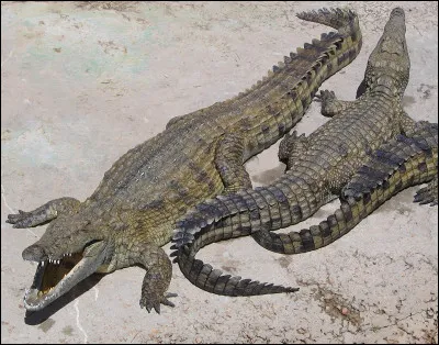 En quelle saison le crocodile du Nil hiberne-t-il ?
