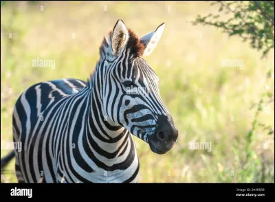 Je suis un verbe, voici ma définition : "Marquer de raies qui évoquent la robe du zèbre." Je suis...