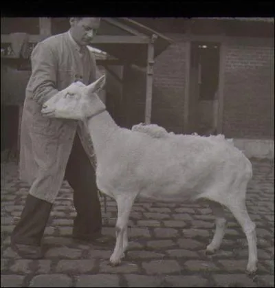 Quel est cet animal dont le pre est un mouton, et la mre une chvre ?