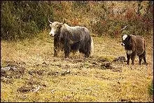 Croisement du yak et d'une vache, cest le :