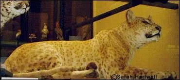 Issu du croisement d'un jaguard et d'une lionne, quel est cet animal ?