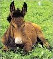 Quiz Animaux