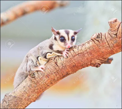 À quel moment de leur vie les écureuils volants peuvent devenir des yōkai Nobusuma ?