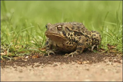Le crapaud produit du venin toxique.