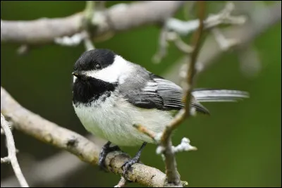 Laquelle de ces espèces de mésanges n'existe pas ?