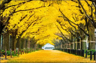 Comment dit-on "jaune" en japonais ?