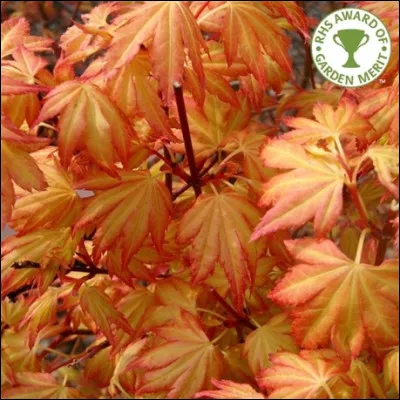 Comment dit-on "orange" en japonais ?