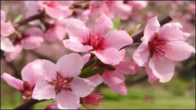 Comment dit-on "rose" en japonais ?