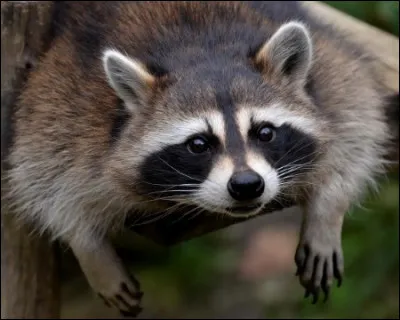 Comment dit-on "raton laveur" en japonais ?