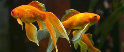 Comment dit-on "poisson" en japonais ?