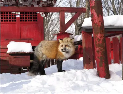 Comment dit-on "renard" en japonais ?