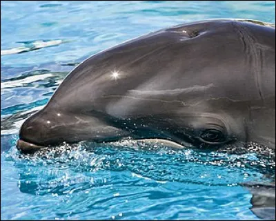 Le wholphin est un animal hybride rare, de la famille des delphinidés, issu d'une fausse orque et d'un grand dauphin :
