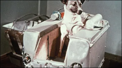 Comment s'appelait la chienne de nationalité russe qui a été envoyée dans l'espace avant même les hommes ?