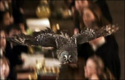 Pour finir, comment s'appelle leur vieux hibou ?