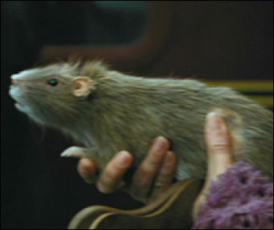 Quel mangemort est resté 12 ans sous forme de rat au sein de la famille Weasley sans que ces derniers ne le sachent ?