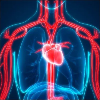 Quelle veine du corps humain passe par la gaine carotidienne ?