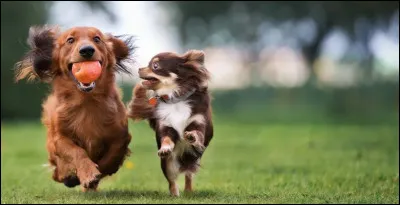 Quel est ton passe-temps favori ?