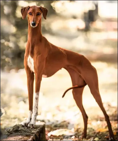 Quelle est ta race de chien pr&eacute;f&eacute;r&eacute;e entre celles-ci ?