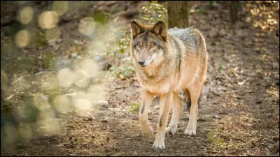 Le loup est un animal solitaire.
