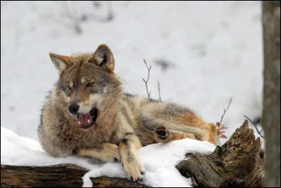 Comment s'appelle le petit du loup ?