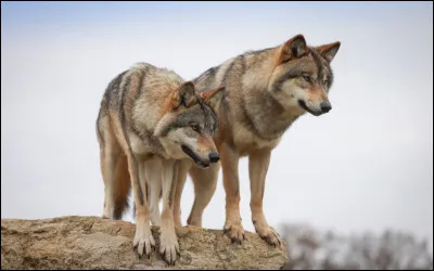 Le pelage du loup est différent en fonction de son espèce et de son âge.