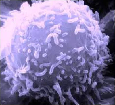 Ils prend naissance dans les ganglions :