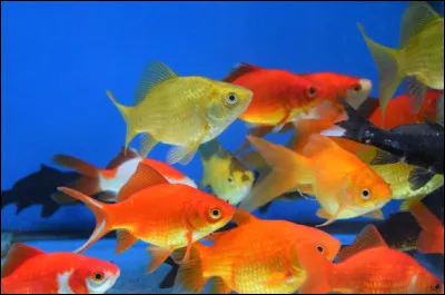 Il est considéré comme un poisson.