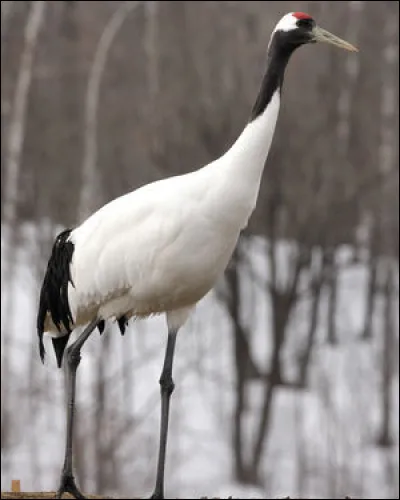 Quel est cet oiseau ?