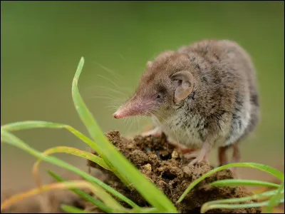 Ce petit animal est...