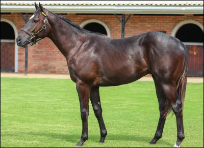 Suivant ! "Nom masculin, cheval pur-sang âgé d'un an." Je suis...