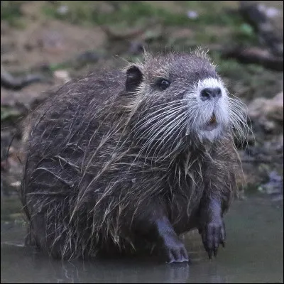 Quel est cet animal ?