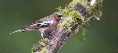 Quel est cet oiseau ?