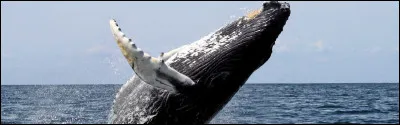 Comment dit-on ''baleine'' ?