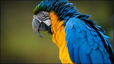 Pour finir, comment on dit "perroquet" ?