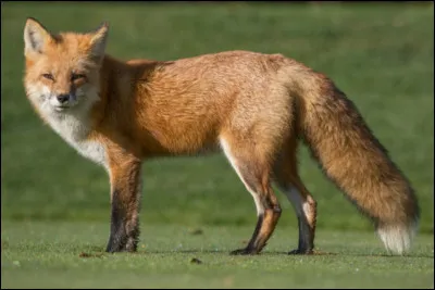 Comment dit-on ''renard'' ?