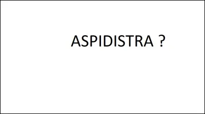 Bonus : Qu'est-ce qu'un aspidistra ?