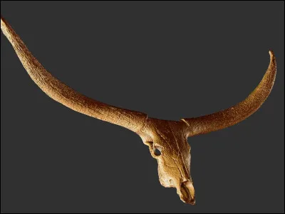 Xenophilius Lovegood pense posséder une corne de Ronflak Cornu. De quoi s'agit-il en réalité ?