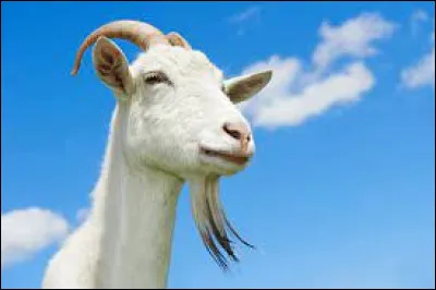 Comment s'appelle la chèvre de monsieur Seguin ?