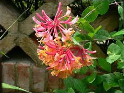 Retrouvez le nom de cette plante grimpante !