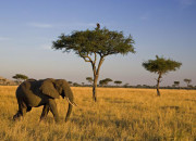 Quiz Culture autour des animaux de la savane africaine