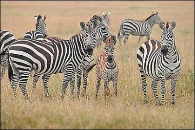 Cochez les espèces cousines du zèbre.