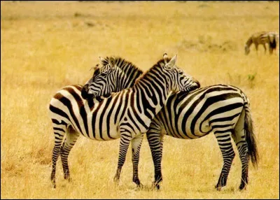 En quelle année le zoo de Beauval accueille-t-il des zèbres ?