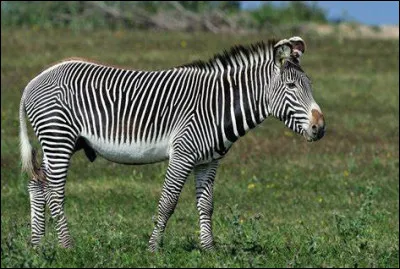 Quelle était la première espèce de zèbre accueillie dans ce zoo ?