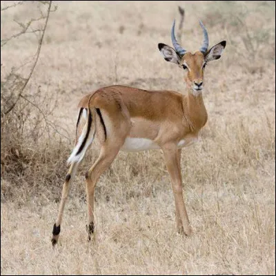 L'impala n'est pas une gazelle.