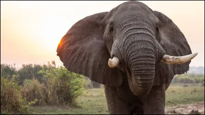 Combien y a-t-il d'espèces d'éléphants encore en vie ?